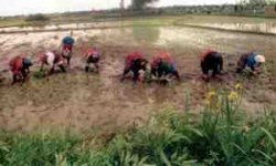 اجرای طرح مبارزه بیولوژیک با کرم ساقه‌خوار برنج در فومن